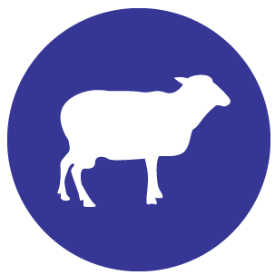 sheep icon