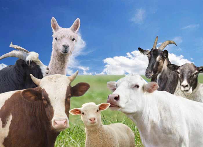 All ruminants